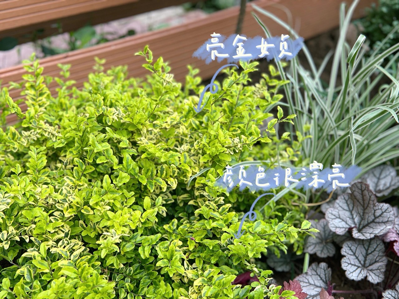 ?6万不到,改造72㎡现代庭院花园,教你做一个低维护的懒人花园