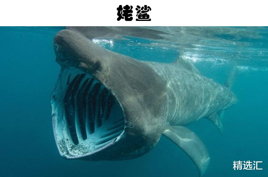 科学家 令无数人感到害怕，但实际上却不那么危险的7种动物