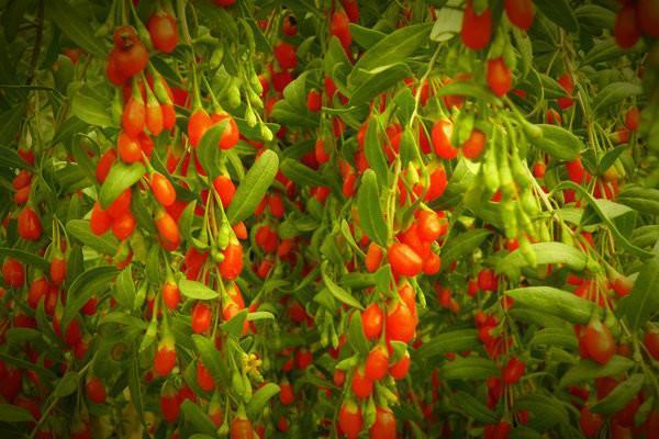 尿毒症|天然的血管“疏通器”找到了,不妨常吃这4样,或能使血脂平稳