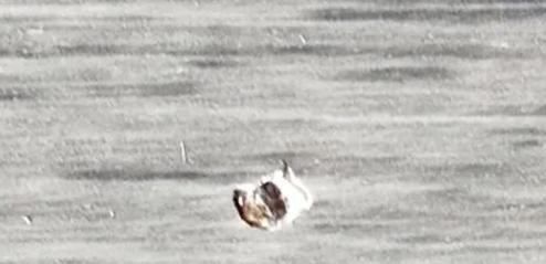 地板|要求退款却被拒绝！宁波一男子的婚房地块装完一个月，虫子爬出来