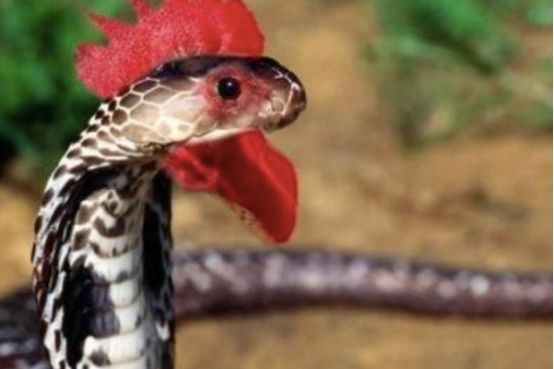 毒蛇 头长鸡冠的蛇真存在吗？是否有人见过？可能就是这两个货