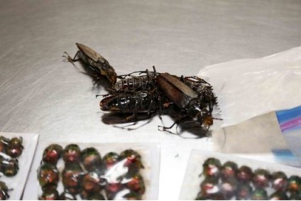日本想要做什麼？中方海關查獲四批次昆蟲，竟喬裝成玩具、模型-圖4