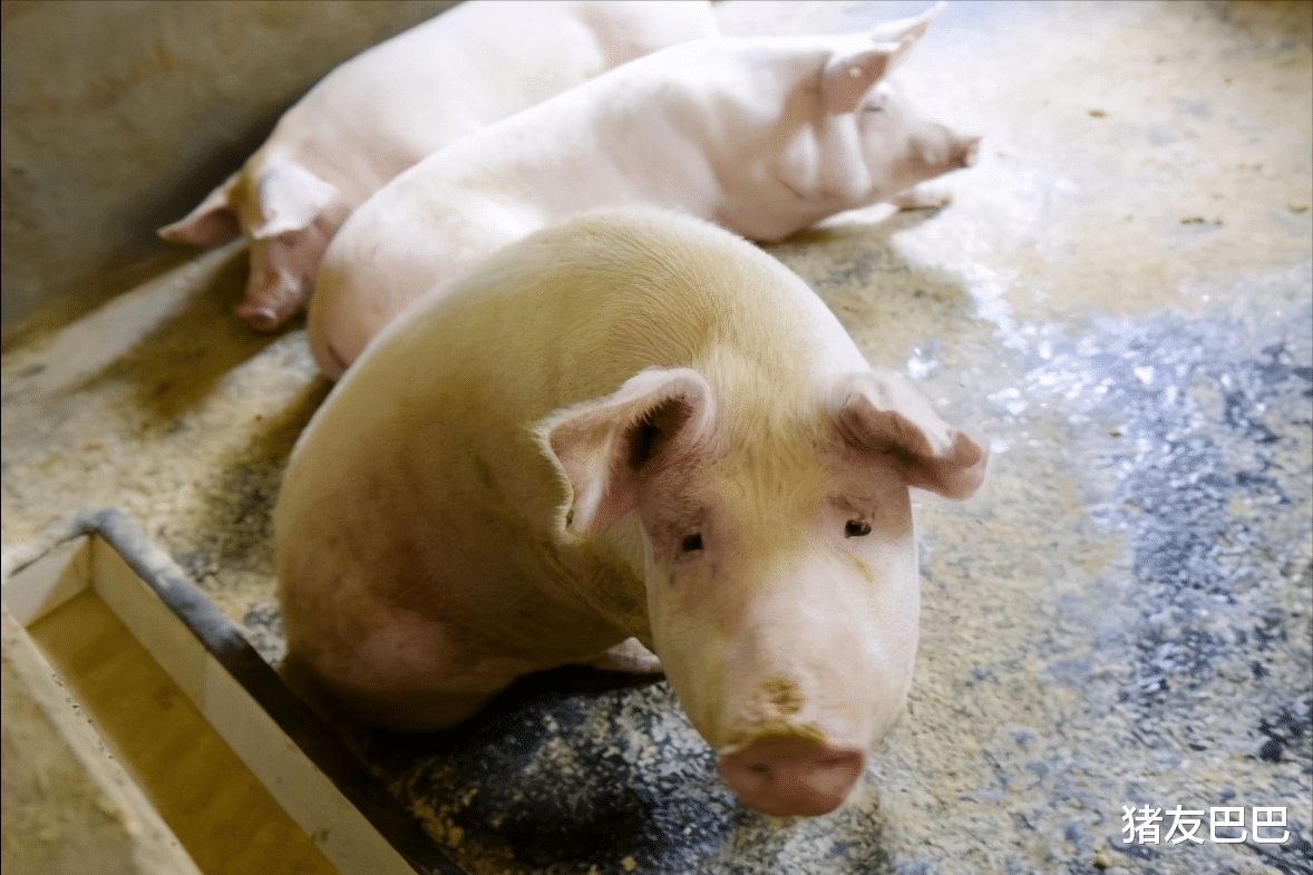 生猪价格 5月4日猪价：1涨18跌！猪价上涨“熄火”，行情刚涨又跌咋回事？