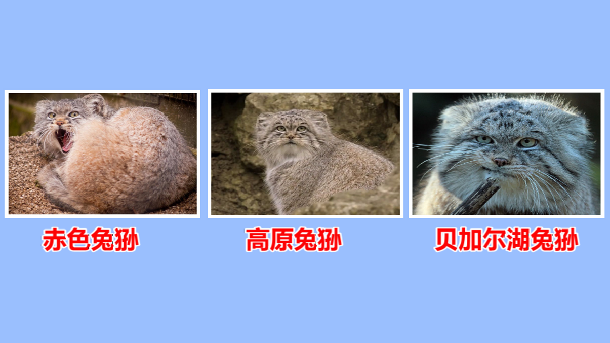 长相铁憨憨，却是最难圈养的猫科动物，天生的捕猎高手