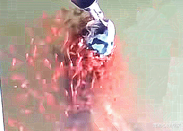 兽医|网友钓上来一条大鱼，眼看就要饱餐一顿了，随后却有些不忍心了