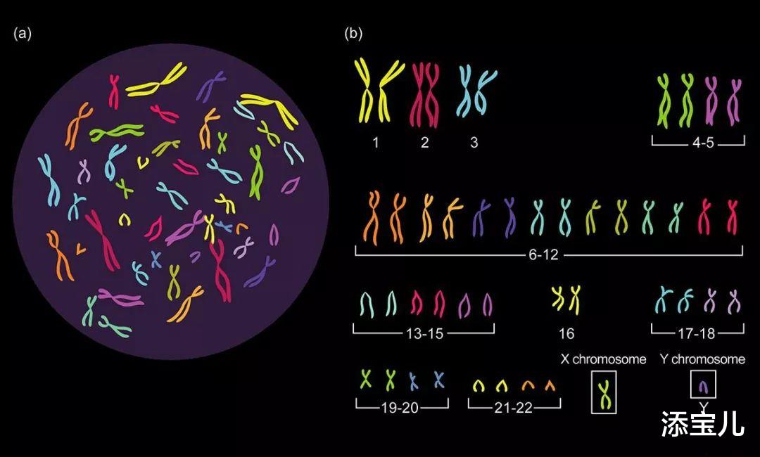 添宝儿|做试管婴儿，为什么要查染色体?