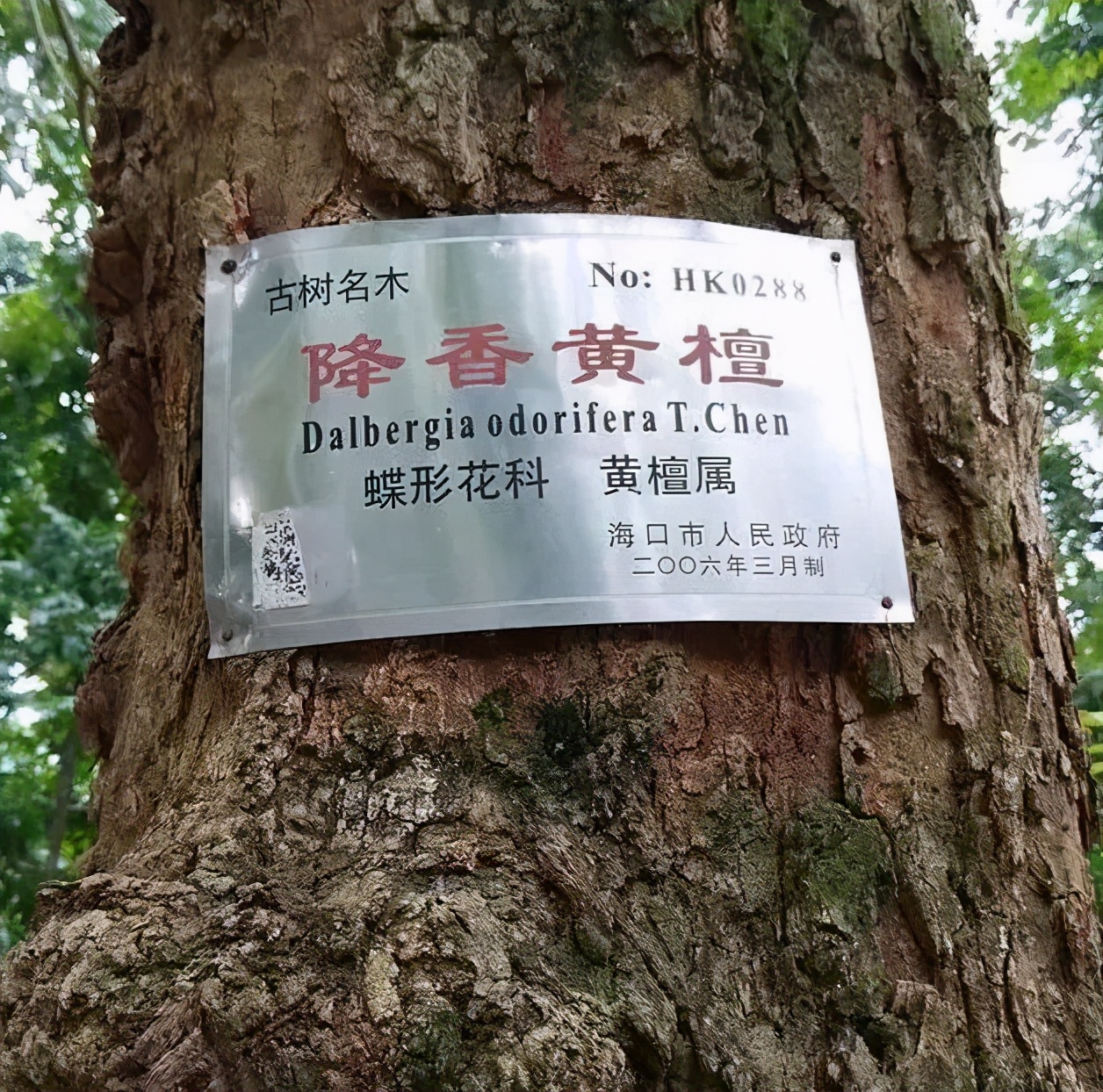 海南黄花梨|价值2600万元的海南黄花梨家具！在消博会上“火”了？