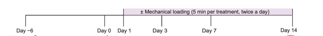 按摩加快肌肉修复有科学依据了,哈佛大学研究成果登Science子刊