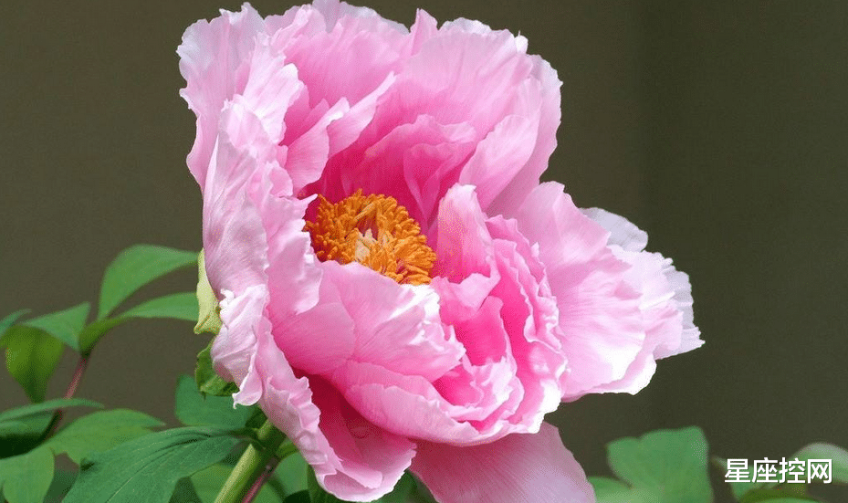 星座控网|属马人难找对象？找此3种生肖是天作之合，不离不弃，不穷不苦