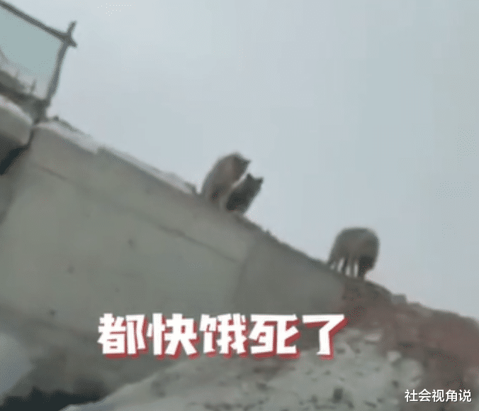 社会视角说 昆仑山：男子自驾游遇险被困车内，遭饥饿狼群围堵一天一夜