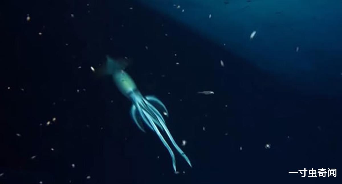 科学家 OceanX科学家在红海853米处，发现巨型神秘生物，体长超人类身高