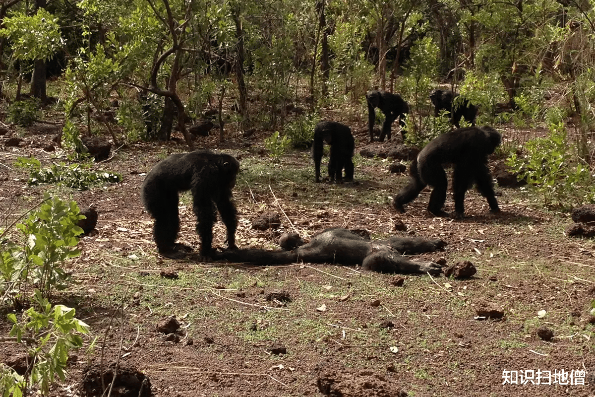 黑猩猩 继吃人、吃猴之后，黑猩猩首次吃大猩猩，科学家：与全球变暖有关