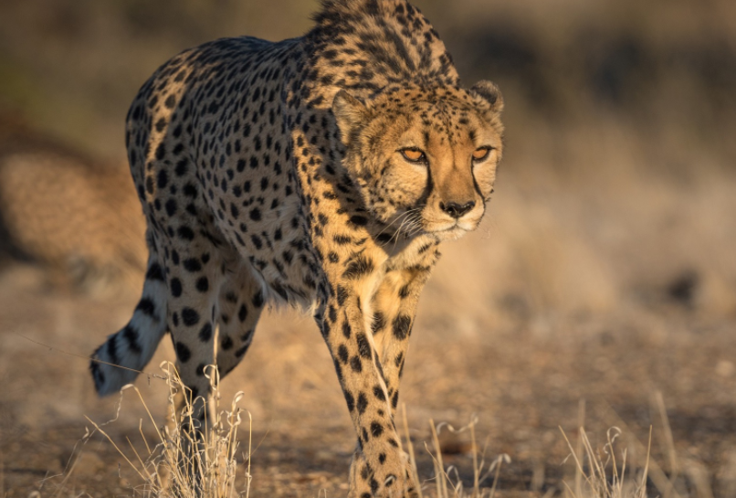 |猎豹能跑多快？