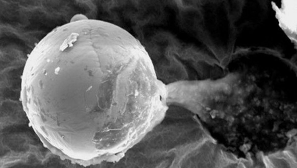 三体 地球上真的有外星生命源存在吗?