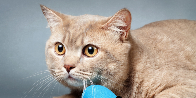 比人类压力还大的雄狮到底多悲惨？一生征战，打不动时死期就到了