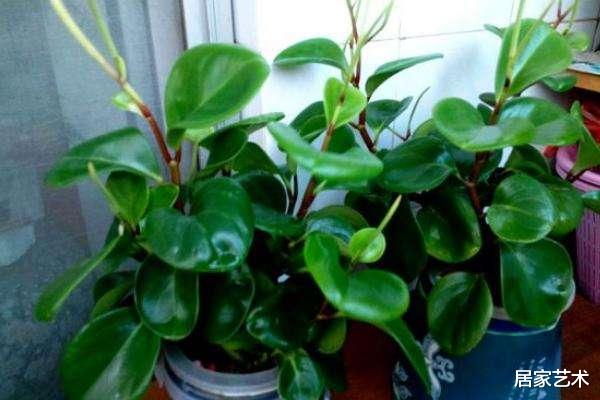 这些绿植放厨房可吸收油烟净化空气，呵护家人健康一定要养几盆！