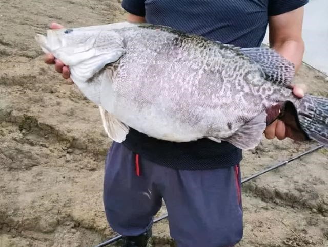 饵料|夏末野钓要找这种树、天然重窝鱼儿多， 需大钩粗线伺候