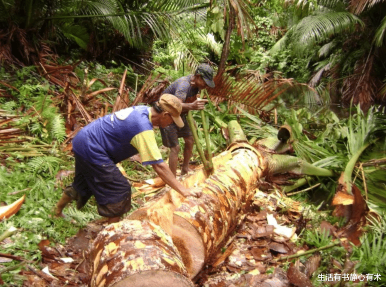 霸王龙 涨知识，盘点大自然中奇妙的冷知识
