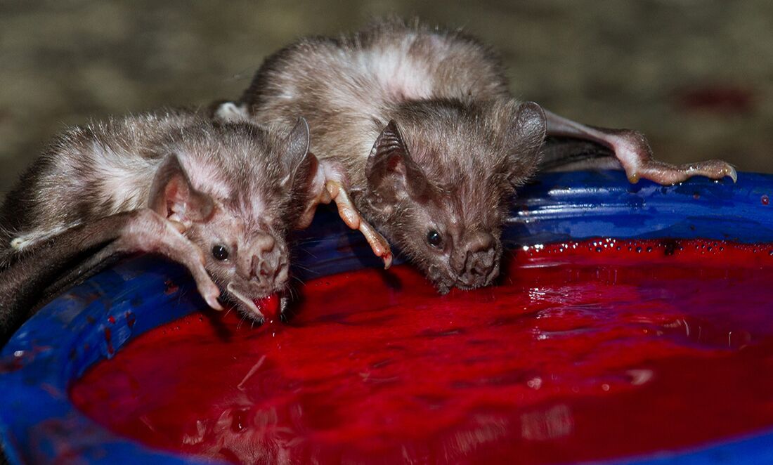 蝙蝠 世界十大吸血生物，你不知道的动物真面目！