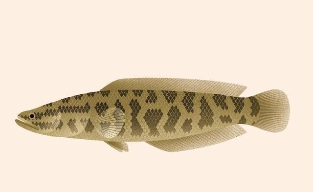 |夏季钓黑鱼4大要素：宜早晚、溜草边、钓草洞、勤行动