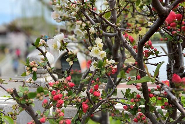 小小旅行端 陶然亭海棠：只恐夜深花睡去
