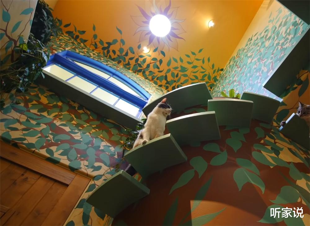 听家说|土豪壮汉养22只猫咪,为猫主子将别墅变成猫乐园,网友:太治愈了