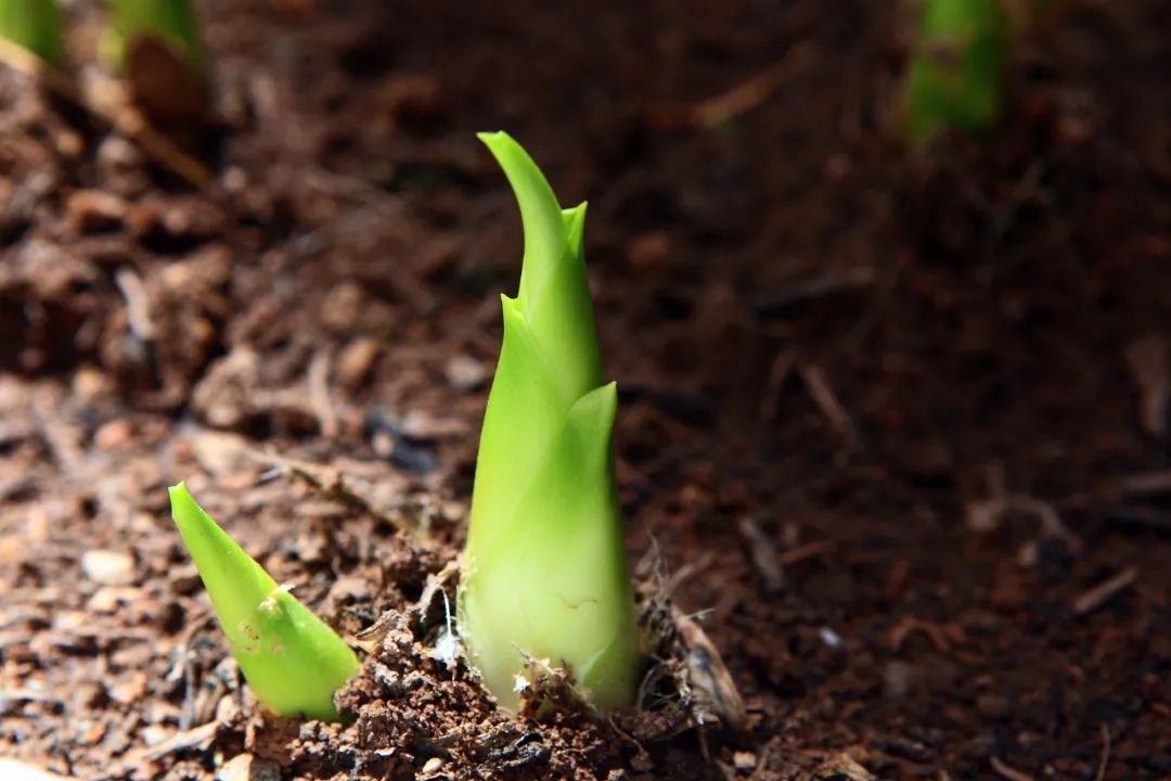 汝州广播电视台 今日立春：愿我们，不负春光，不负自己