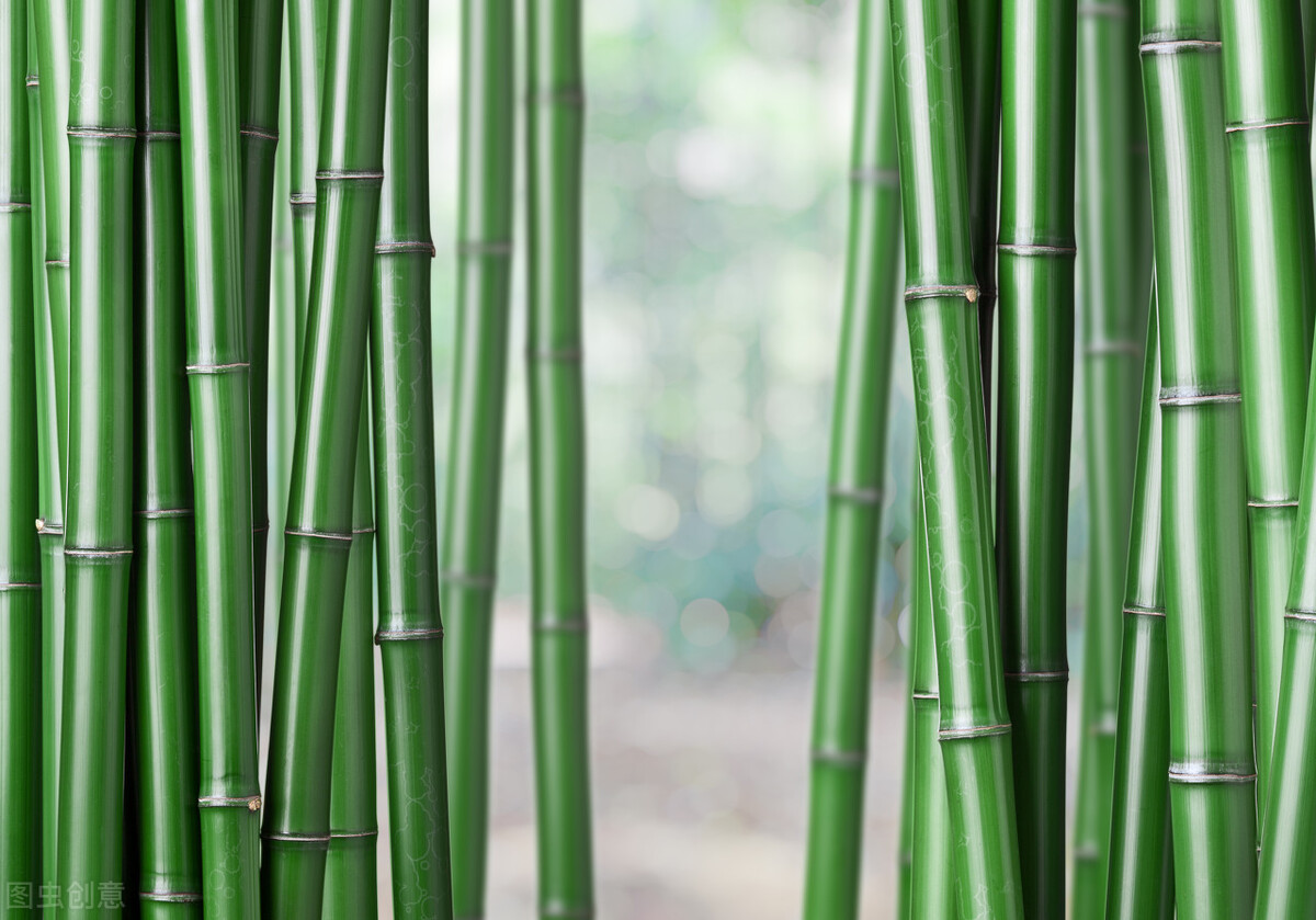 古镇 国内值得一去的5处竹海，大自然的电冰箱，度假避暑的好去处