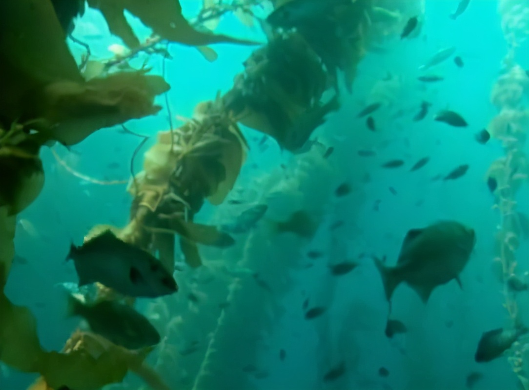  大洋底部的森林奇观（巨藻）