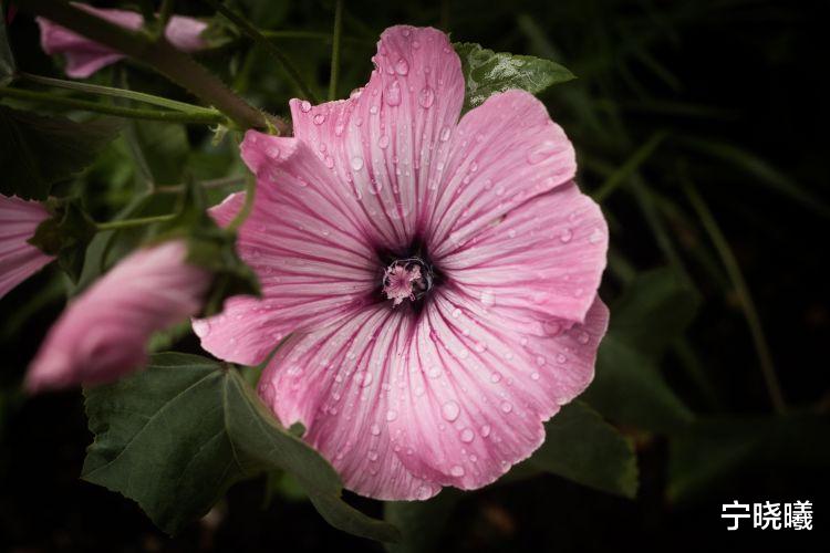 宁晓曦 双子座最具人格魅力的4种时刻