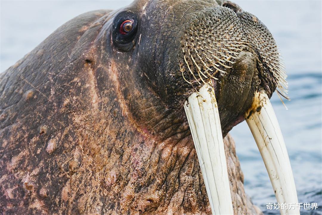 冠状病毒 北极熊会使用“工具”？面对巨大海象，北极熊投掷大石头把它砸晕