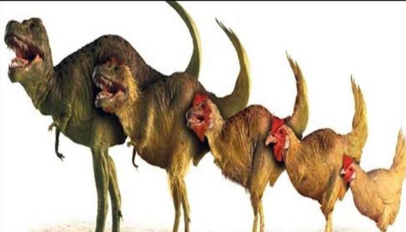 了解生物发展史,第一颗蛋是怎么来的?先有鸡还是先有蛋?