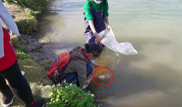 邕江|广西邕江放生万斤大鱼，引来捞鱼狂潮，3斤重鲤鱼放生者百元回购