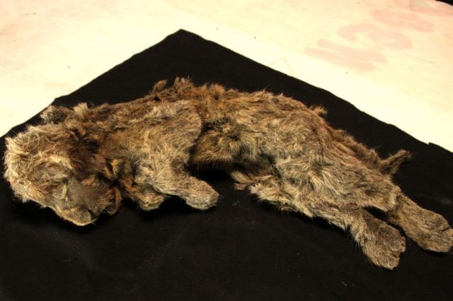 狮子 像昨天才死去！西伯利亚发现2.8万年前狮子幼崽，保存完整度惊人