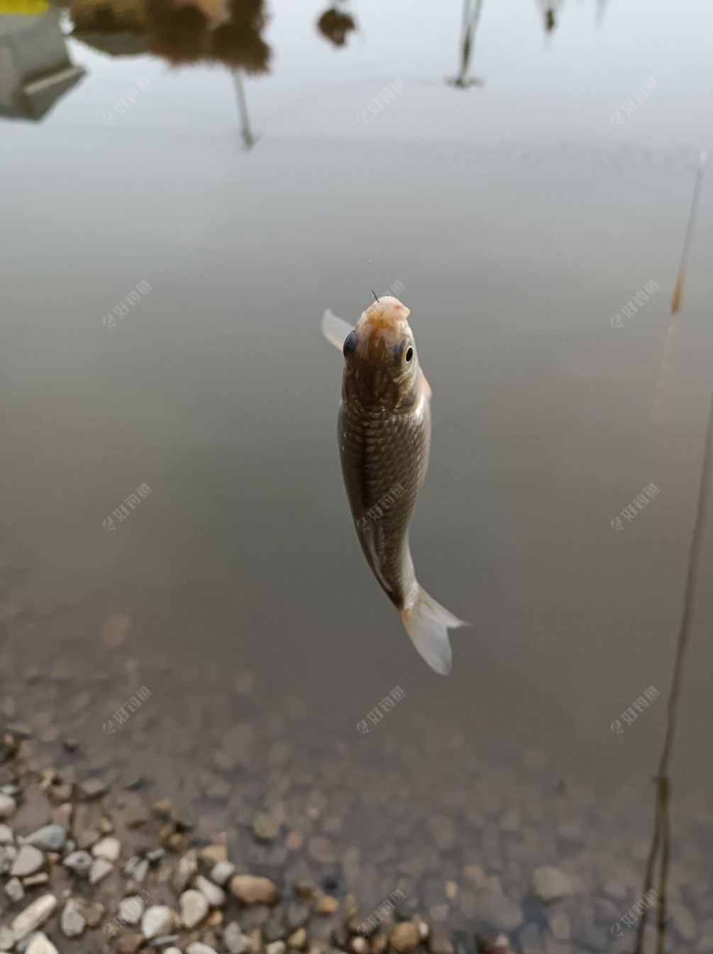 银行|[原创首发]下班后，菜地练竿鱼口超爽