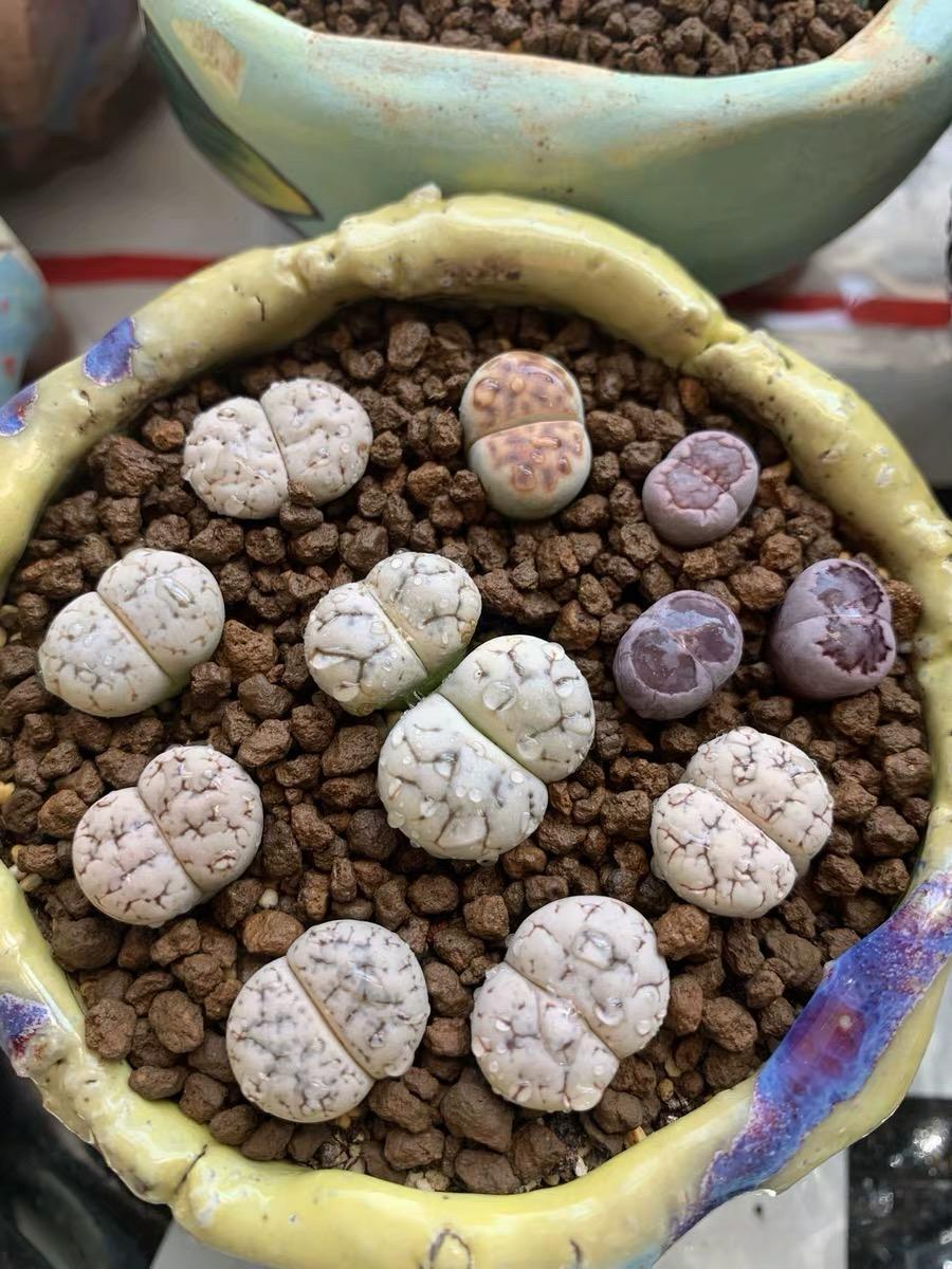向阳园艺|养多肉，先要看环境，室内养多肉，只能选十二卷！景天不能养