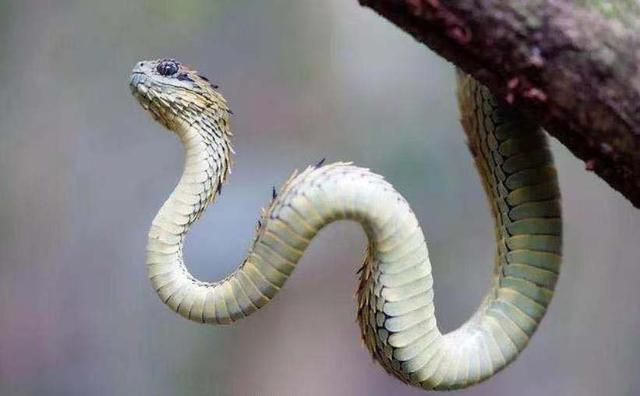 ?一些关于多刺灌木蝰蛇介绍，帮助我们更好的了解多刺灌木蝰蛇