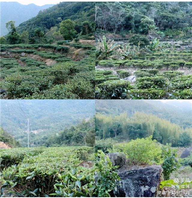 中国经济周刊 广东陆河县东阁农业有限公司：茶旅融合发展，助力乡村振兴