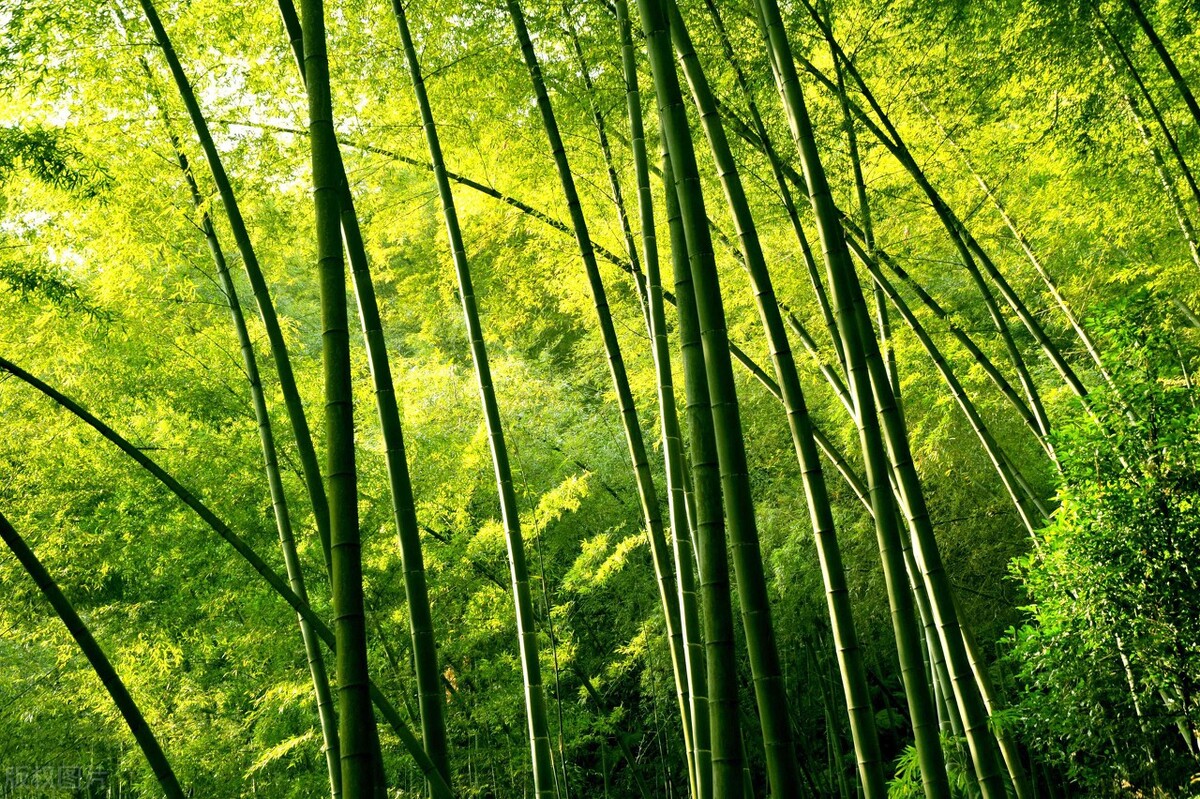 古镇 国内值得一去的5处竹海，大自然的电冰箱，度假避暑的好去处