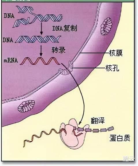 达尔文被实锤错误,无数科学家填漏,进化论究竟应该信还是不信?