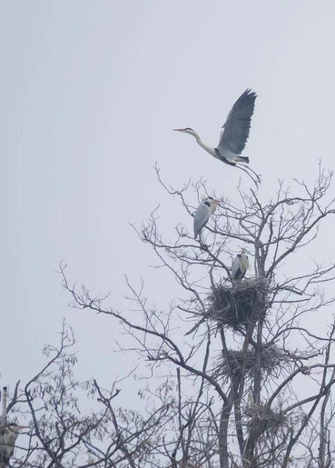 北京日报客户端 千只苍鹭“回家”，入巢密云水库