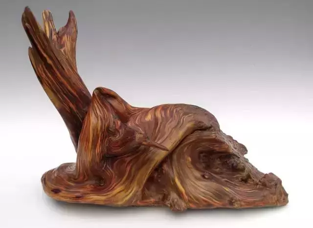 文玩|崖柏:植物活化石