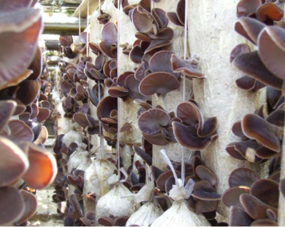 荷尔蒙|38岁男子吃素半年血脂变稳，医生：3物是血脂“刷脂王”，可多吃