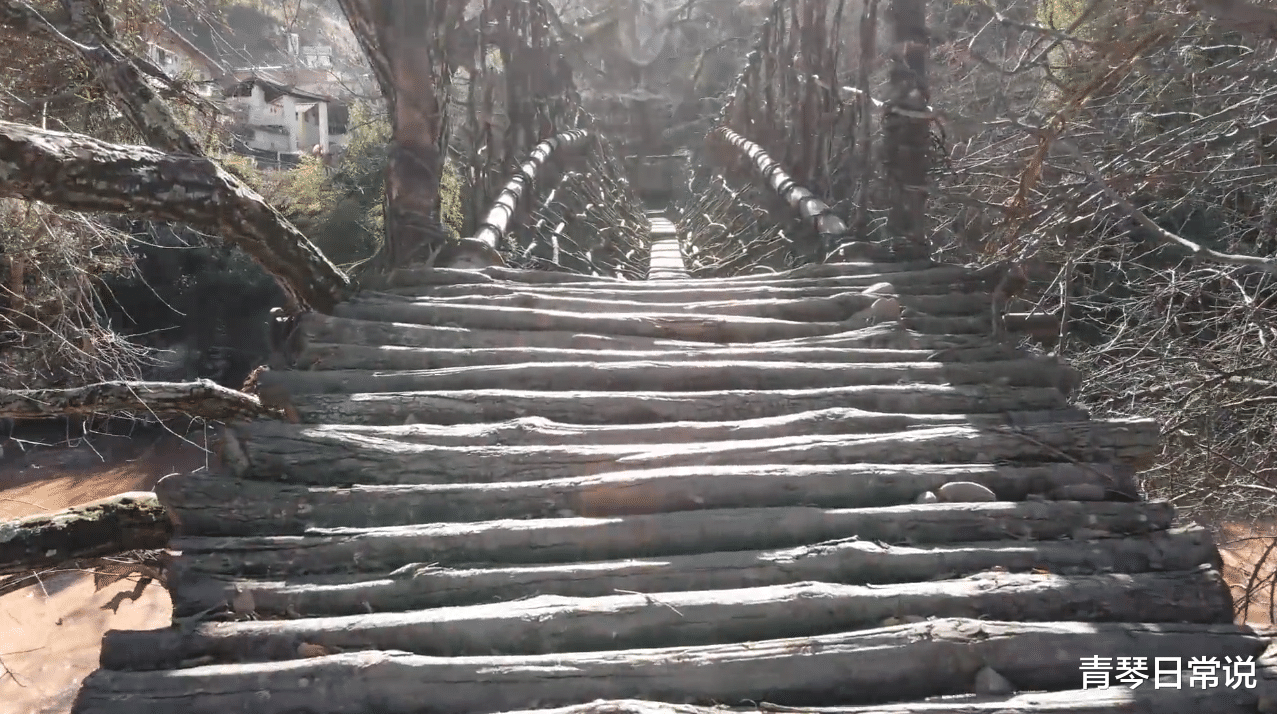 青琴日常说 云南沘江上有个千年历史的葡萄藤桥，底部木板仅有十公分宽