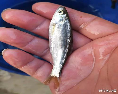 饵料|春季作钓的两大细节,让你上鱼更多,老钓友的经验分享