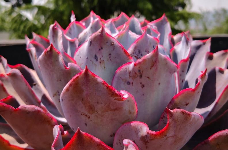 续约紫罗兰|这8种多肉本身不容易褪色,秋天太阳稍稍晒一下还能变得更美