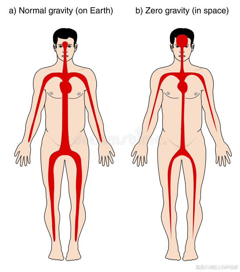 航天员 站不起来？神舟十二航天员在太空呆了三个月，身体究竟有何变化？