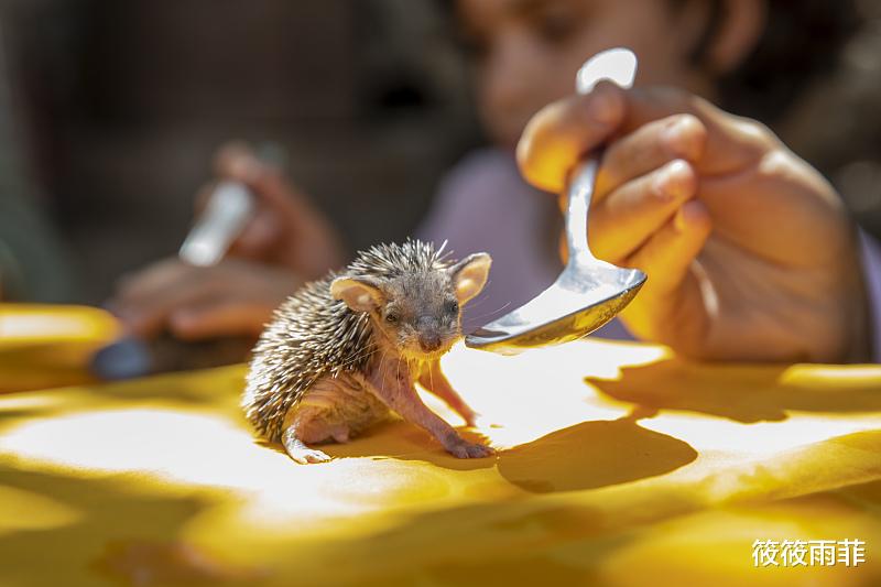黄鼠狼 刺猬刚出生身上的刺是不是硬的？会扎疼刺猬妈妈吗？我来告诉你