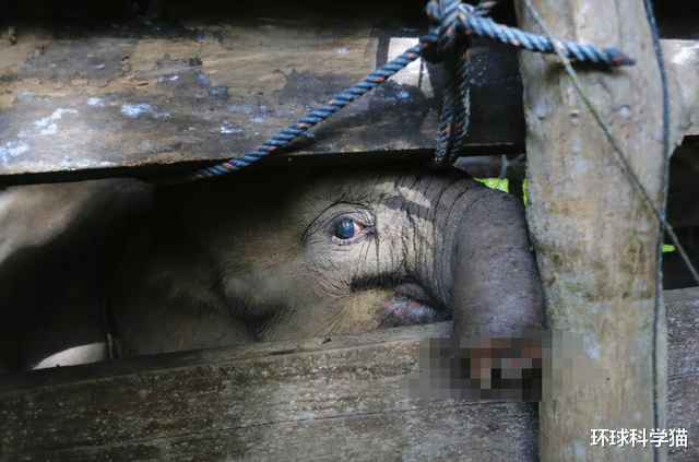 印度尼西亚|太残忍了！印尼极危小象被夹断鼻子死亡，人类正在攻陷它们的家园