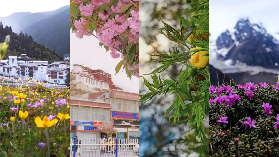 塘栖古镇 收下这份赏花图鉴，走进西藏初夏的梦境